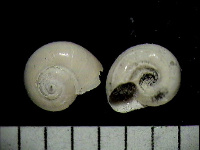 Tornus (Tornus) excalliferus (Sacco, 1896)  Pliocene  Biella